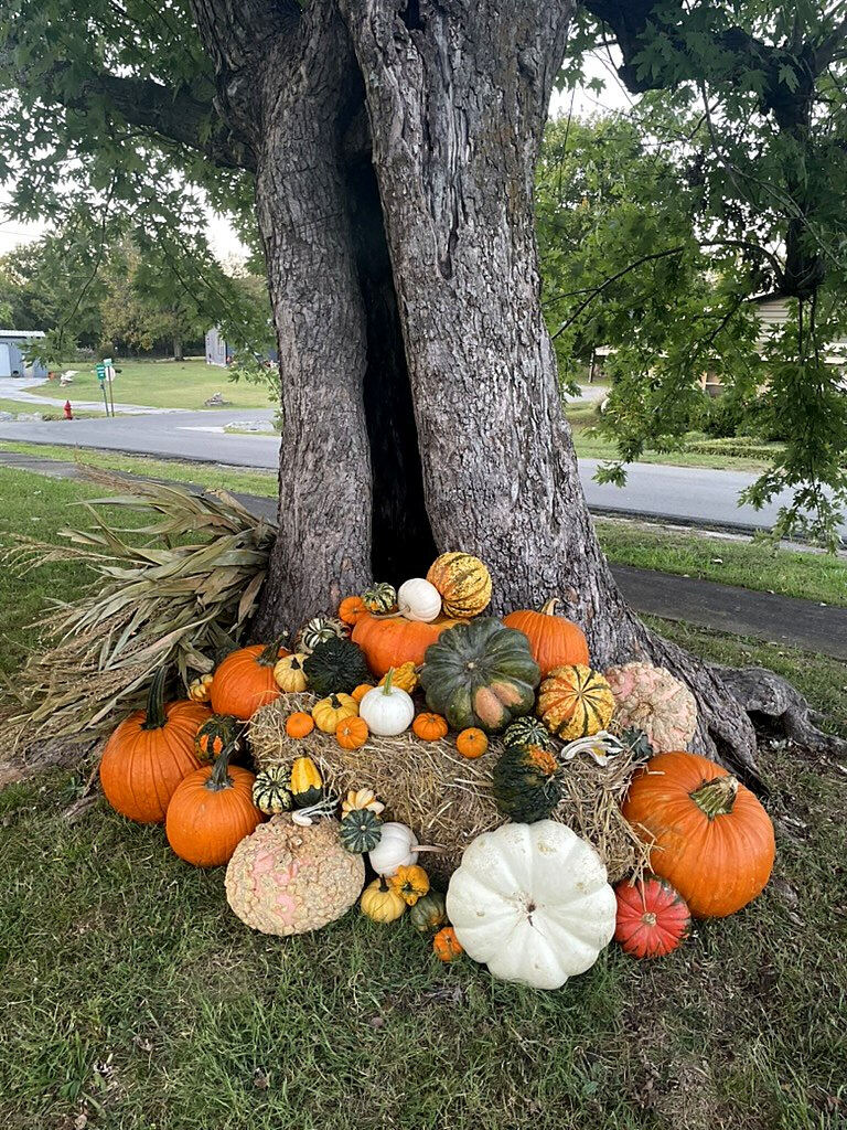 Pumpkins and gourds arranged around the base of a tree with corn stalks